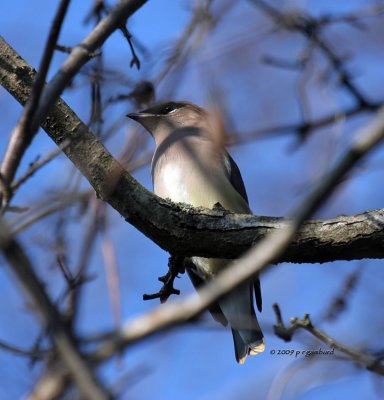 Cedar Waxwing IMG_2190.jpg