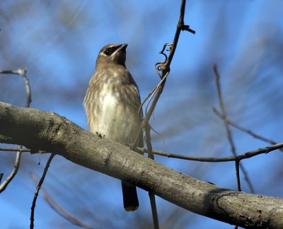 Cedar Waxwing IMG_2231.jpg