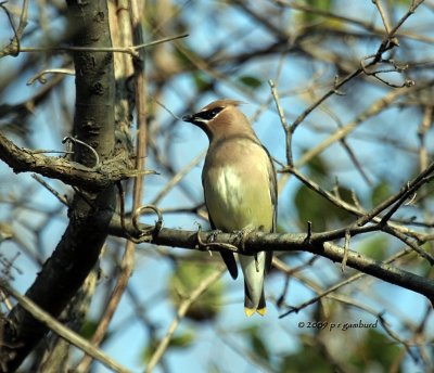 Cedar Waxwing IMG_2243.jpg