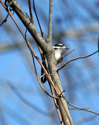 Downy Woodpecker IMG_2279.jpg