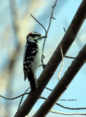 Downy Woodpecker IMG_2293.jpg