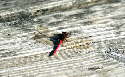 Dragonfly IMG_2389.jpg
