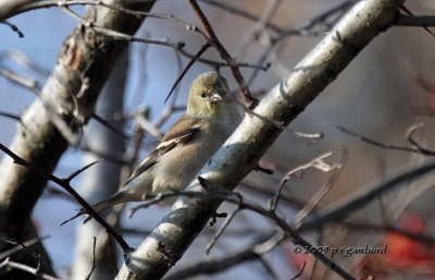 Gold Finch IMG_2086.jpg
