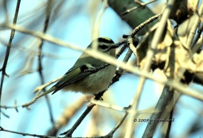 Gold-crowned Kinglet IMG_2378.jpg