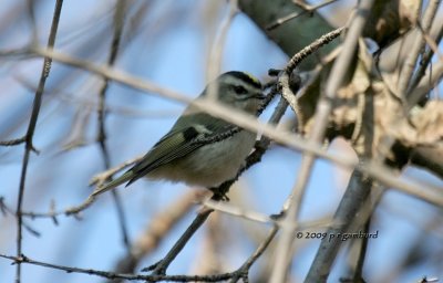 Gold-crowned Kinglet IMG_2379.jpg