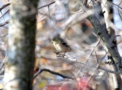 Goldfinch IMG_2072.jpg