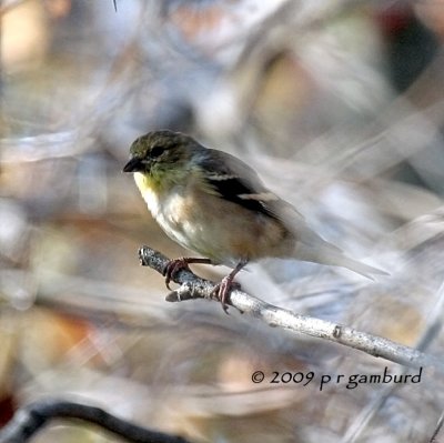 Goldfinch IMG_2074.jpg
