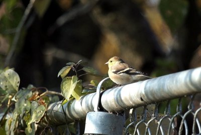 Goldfinch IMG_2082.jpg