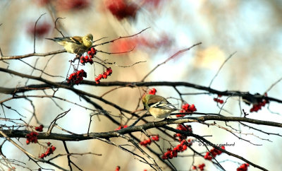 Goldfinches IMG_2011.jpg