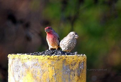 House Finches IMG_1912.jpg