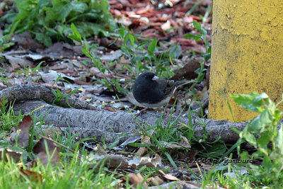 Junco IMG_2551.jpg