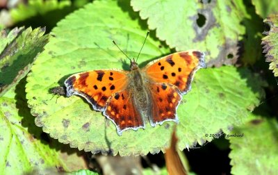 Question Mark IMG_2414.jpg
