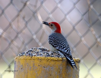 Red-bellied Woodpecker IMG_2508.jpg