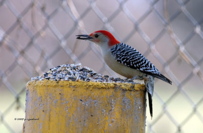 Red-bellied Woodpecker IMG_2532.jpg