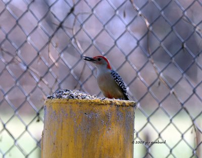 Red-bellied Woodpecker IMG_2569.jpg