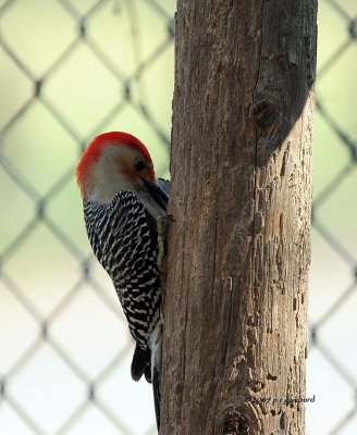 Red-bellied Woodpecker IMG_2650.jpg