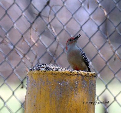 Red-bellied Woodpecker IMG_2571.jpg