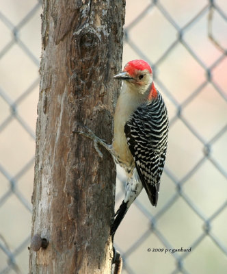 Red-bellied Woodpecker IMG_2676.jpg