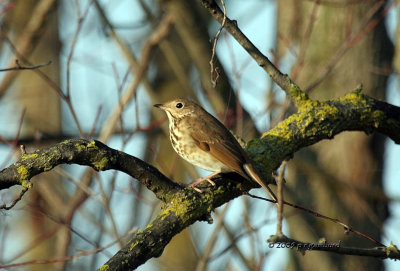 Swainsons Thrush IMG_1837.jpg