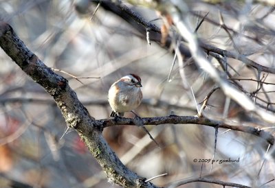Tree Sparrow IMG_2052.jpg