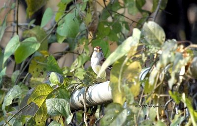 Tree Sparrow IMG_2059.jpg