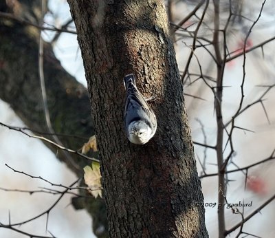 White-breasted Nuthatch IMG_2559.jpg