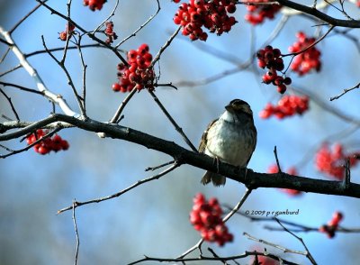 White-throat Sparrow IMG_1928.jpg