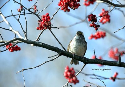White-throat Sparrow IMG_1929.jpg
