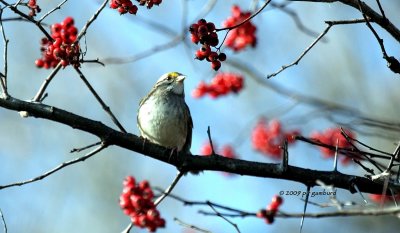 White-throat Sparrow IMG_1937.jpg