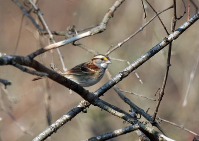 White-throat Sparrow IMG_2298.jpg