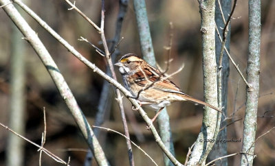 White-throat Sparrow IMG_2316.jpg