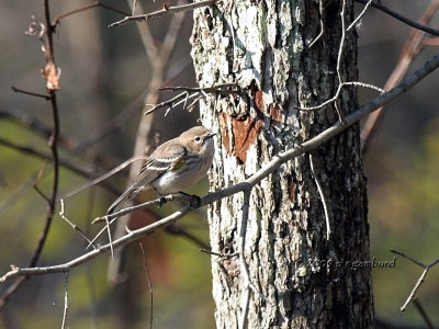 Yellow-rumped Warbler IMG_2131.jpg