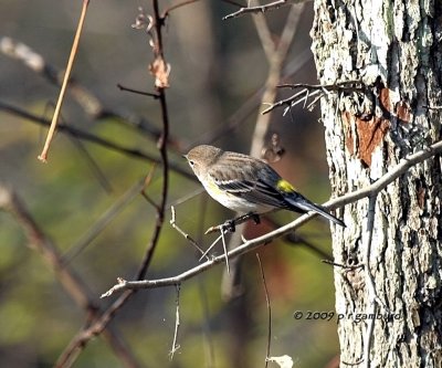 Yellow-rumped Warbler IMG_2137.jpg