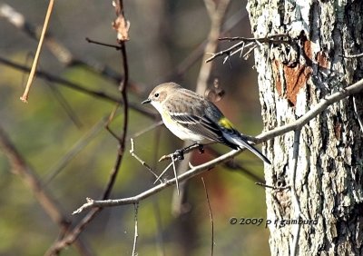 Yellow-rumped Warbler IMG_2141.jpg