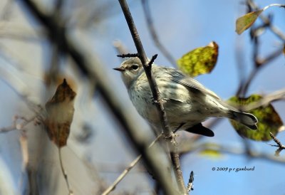 Yellow-rumped Warbler IMG_2192.jpg