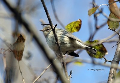 Yellow-rumped Warbler IMG_2196.jpg