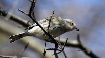 Yellow-rumped Warbler IMG_2208.jpg