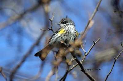 Yellow-rumped Warbler IMG_2268.jpg