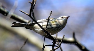 Yellow-rumped Warbler IMG_2221.jpg