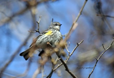 Yellow-rumped Warbler IMG_2275.jpg