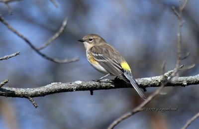 Yellow-rumped Warbler IMG_2444.jpg