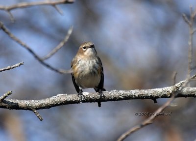 Yellow-rumped Warbler IMG_2449.jpg