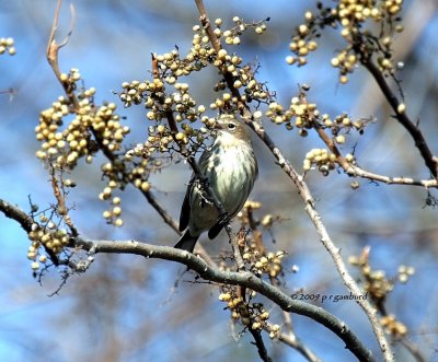 Yellow-rumped Warbler IMG_2453.jpg