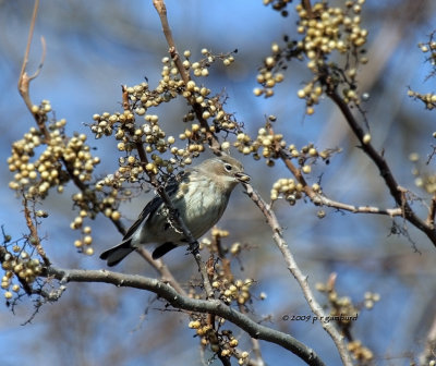 Yellow-rumped Warbler IMG_2457.jpg