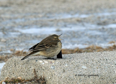 American Pipit IMG_9379.jpg