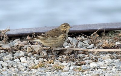 American Pipit IMG_9451.jpg