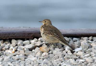 American Pipit IMG_9515.jpg