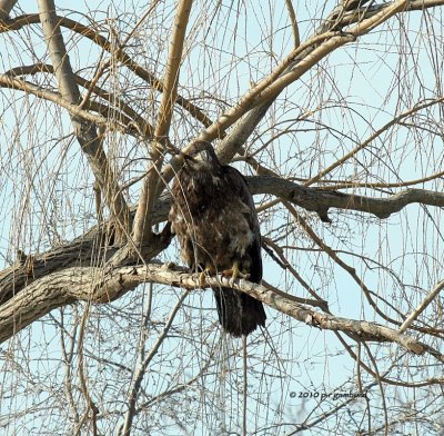 Bald Eagle IMG_0295.jpg