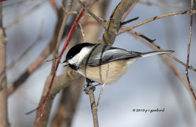 Black-capped Chickadee IMG_9946.jpg