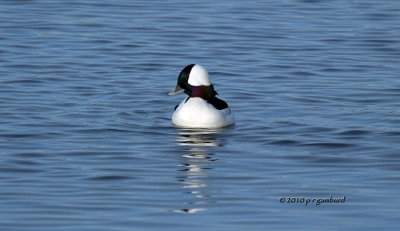 Bufflehead IMG_9248.jpg